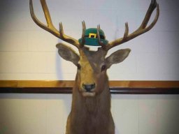 BB 14 DID YOU KNOW OUR ELK WAS IRISH _1_